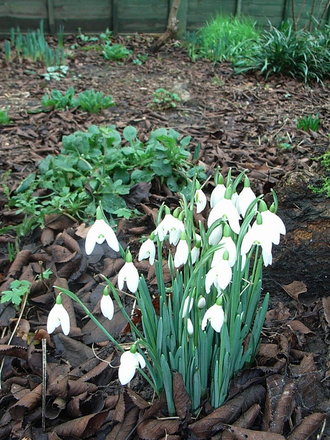 Galanthus nivalis (Galanthus nivalis)