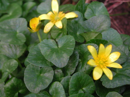 Celandines in the lane