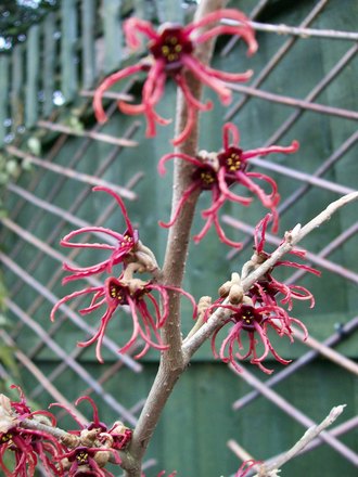 witch hazel (Hamamelis x intermedia)
