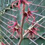 Hamamelis x intermedia