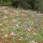Wild Irises January 2007