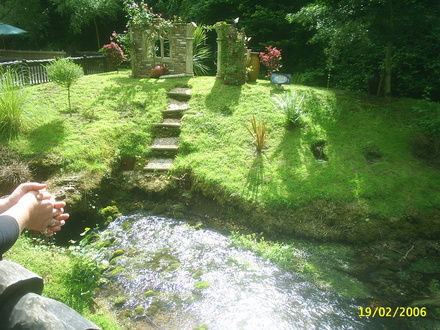 A garden flower photo