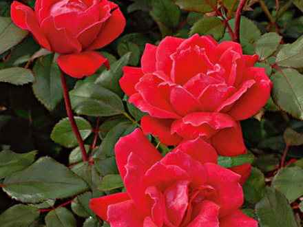 Double Knock Out Rose (Rosa 'Double Knock Out')