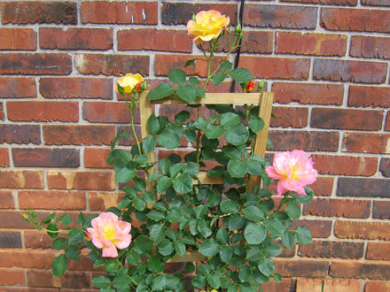 Joseph's Coat (Rosa 'Joseph's Coat')