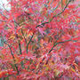 Takinogawa Japanes Maple (Acer Palmatum takinogawa)