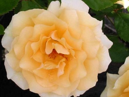 Winter Sunset Rose (Rosa)