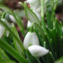 1st_snowdrops