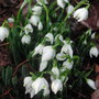 Galanthus