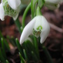 Galanthus