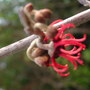 Hamamelis x intermedia (Witch hazel)