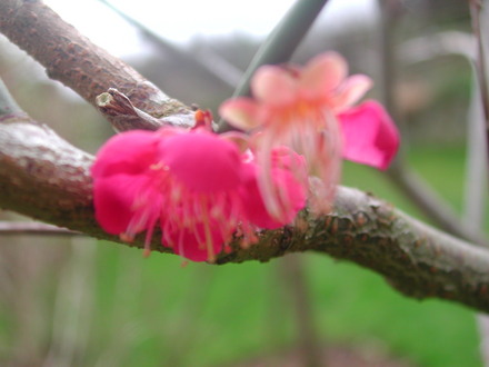 First flower - in January! (Prunus mume)