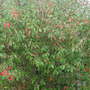 Unknown_tree