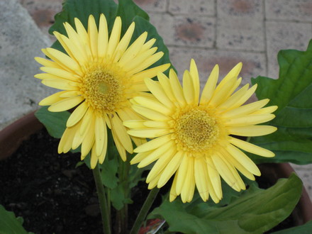 My Yellow Gerbera's