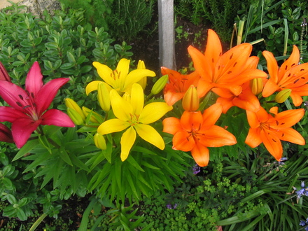 A garden flower photo