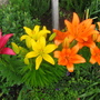 Lillies_210906_4