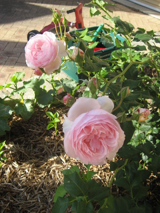A garden flower photo