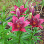 Asiatic Lily - 1 (Lilium (Asiatic hybrid))