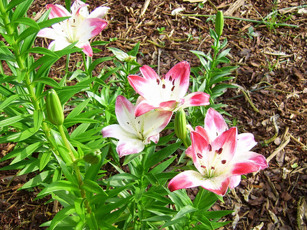 Asiatic Lily - 2 (Lilium (Asiatic hybrid))