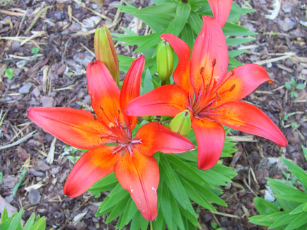 Asiatic Lily - 3 (Lilium (Asiatic hybrid))