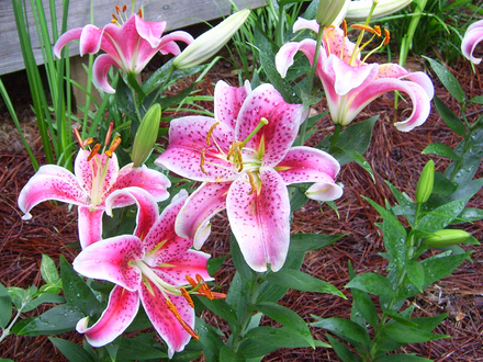 Stargazers 2007 (Lillum (Oriental Hybrid))