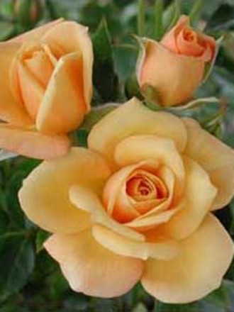 Mother Lode 2007 (Rosa)