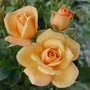 Mother_lode