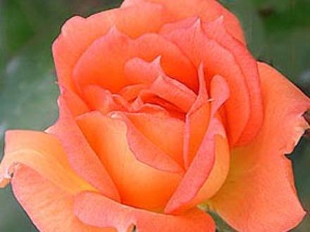 Work of Art - 2007 (Rosa)