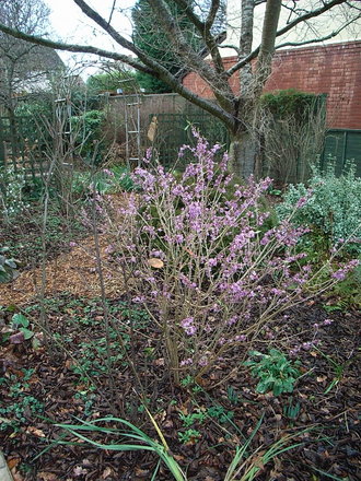 Daphne mezereum 2 (Daphne mezereum)