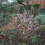 Daphne_mezereum_2