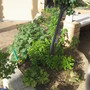 Vegie_patch_2