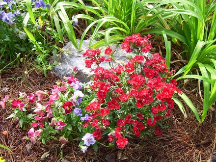 Red Dianthus (Dianthus)