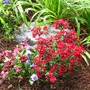 Dianthus