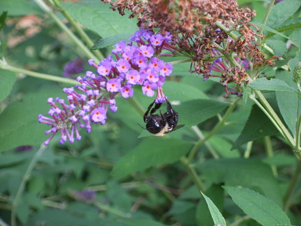 Butterfly Bush