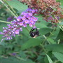 Butterfly_bush