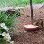 Chipmunk