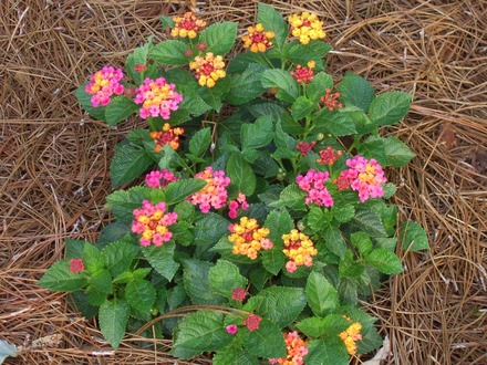 Confetti Lantana (Lantana camara (Lantana))