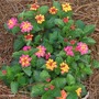Confetti_lantana