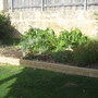 Vegie_patch_3