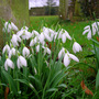 Snowdrops in Bampton