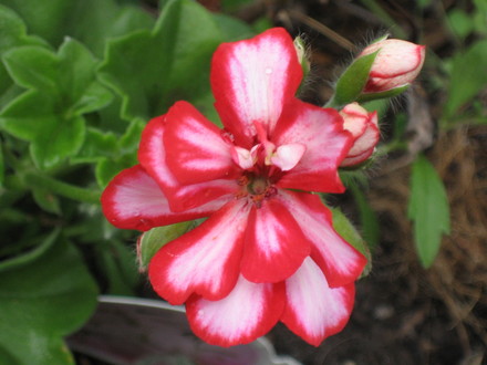 A garden flower photo