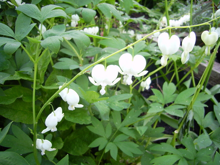 Dicentra Alba (only it's second year and looking lovely)
