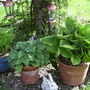 Some of my Hostas before the snails get them.