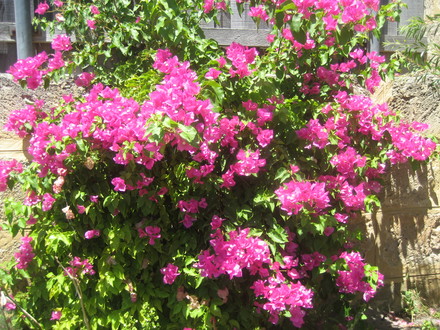 Bougainvillea species