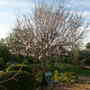 Almond Tree