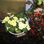 Primrose_emily