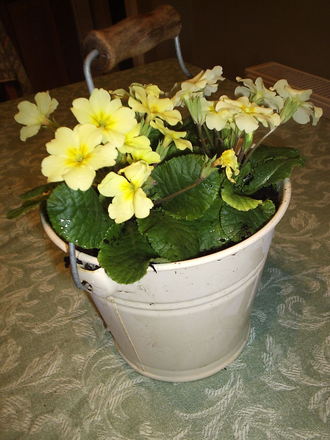 Planter with primrose 