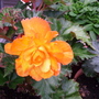 Pict0010