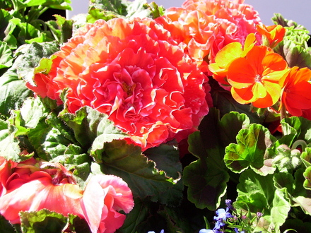A garden flower photo