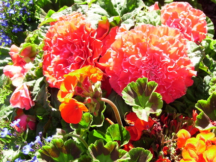 A garden flower photo