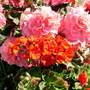 Pict0045